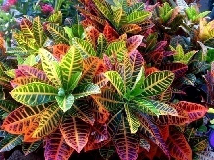 croton 