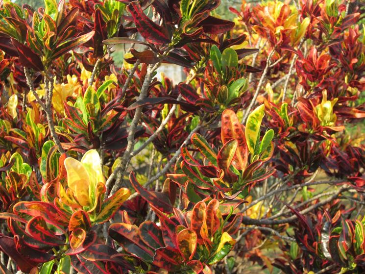 foglie croton