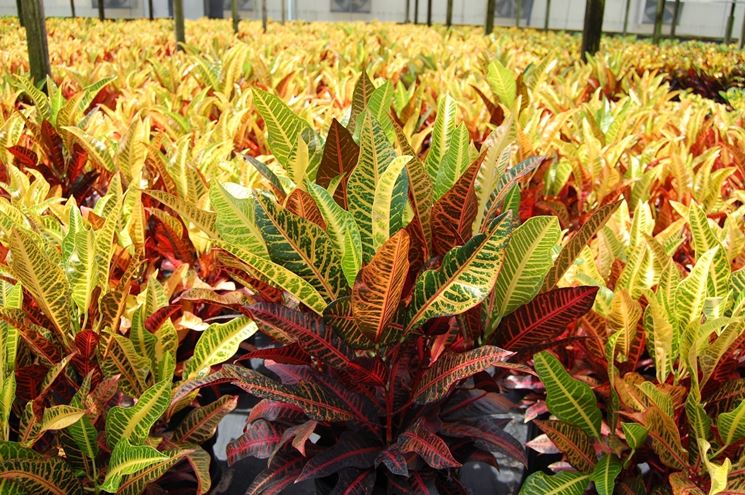 foglie croton