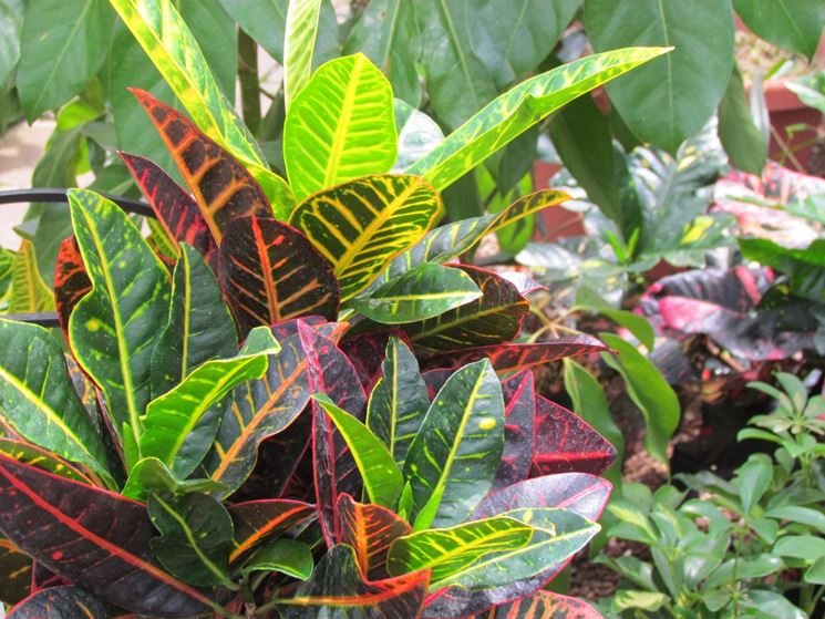 codiaeum variegatum  