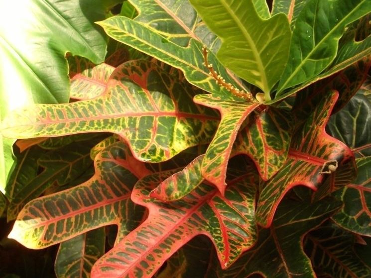 croton foglie