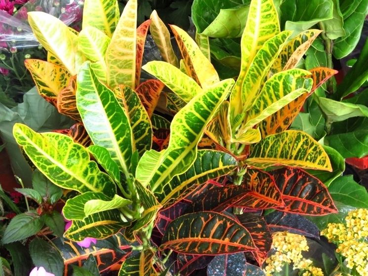 croton foglie