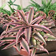 Cryptanthus