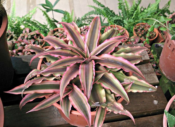 Cryptanthus