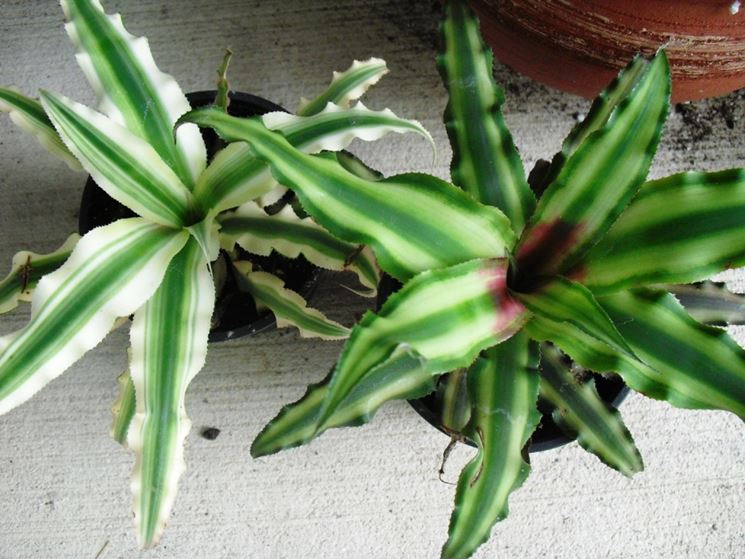 piante Cryptanthus