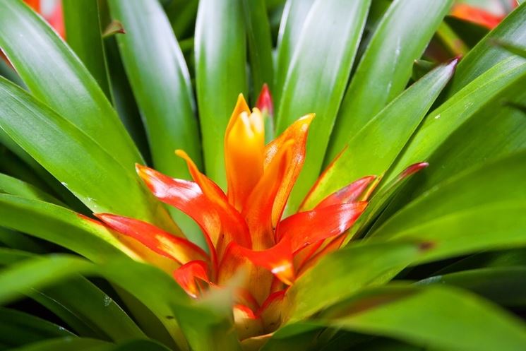 bromelia fiore