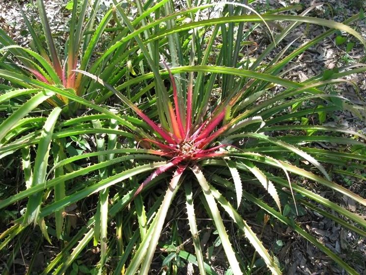 bromelia piante