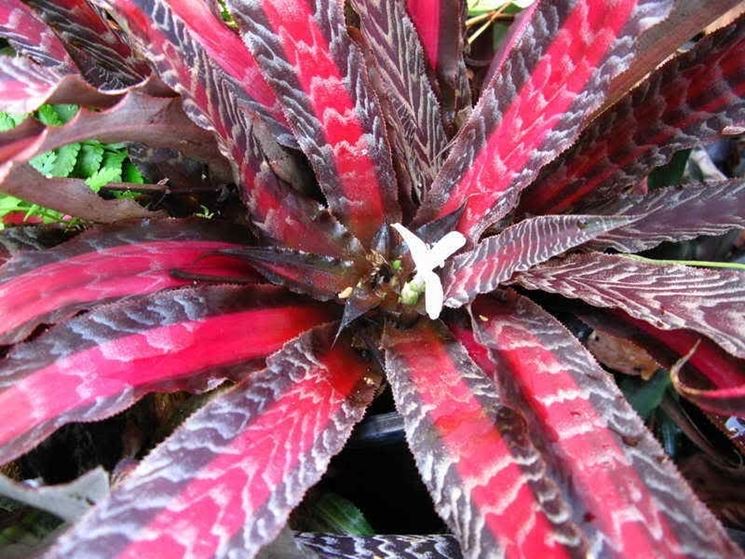 cryptanthus variet