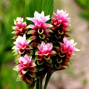 infiorescenza Curcuma alismatifolia