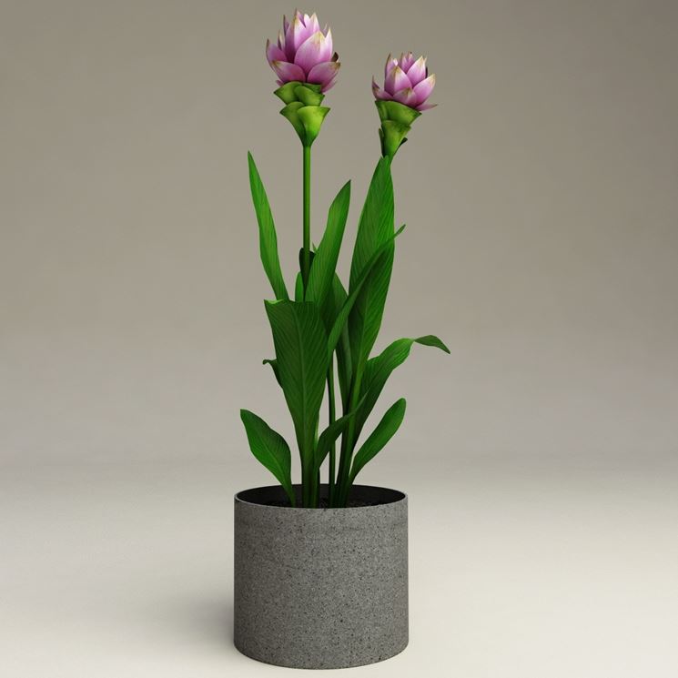 Curcuma alismatifolia