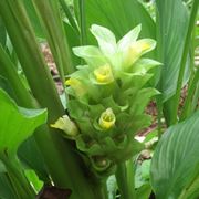 fiore di curcuma