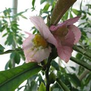 fiore Dalechampia