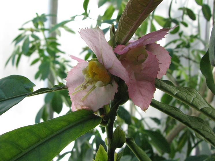 fiore Dalechampia