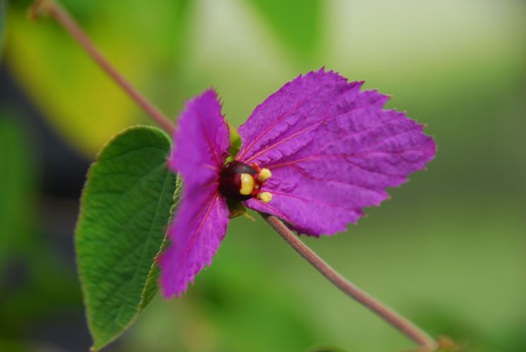 infiorescenza Dalechampia