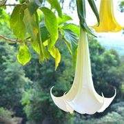 Datura fiore