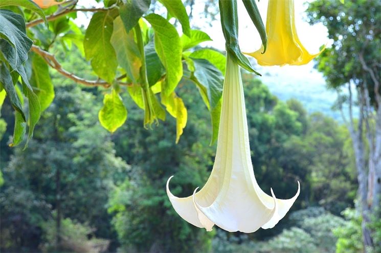 Datura fiore