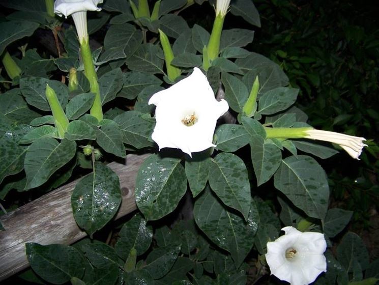 fiori bianchi datura