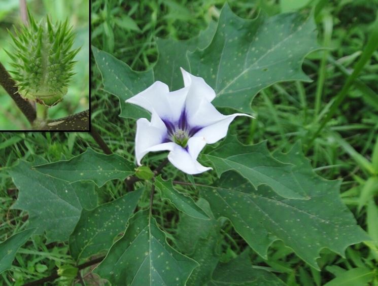 datura stramonium