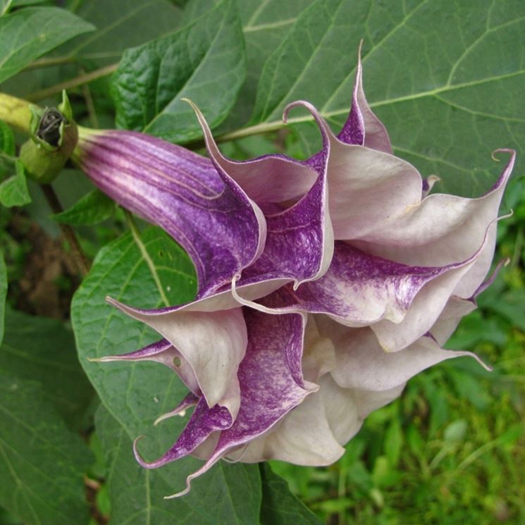 fiore di datura