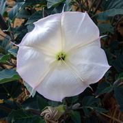 datura pianta