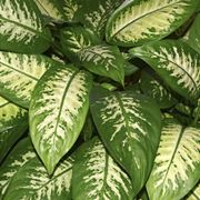 Dieffenbachia