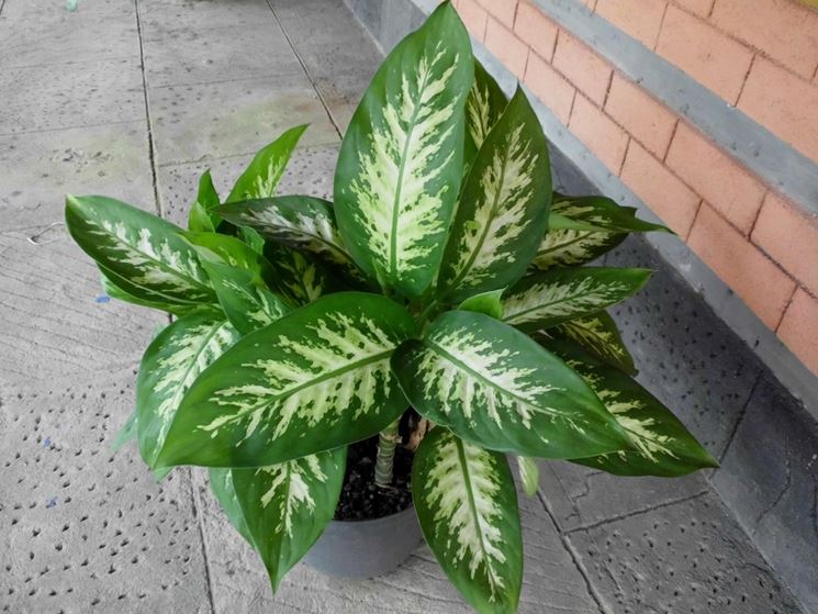 Dieffenbachia amoena