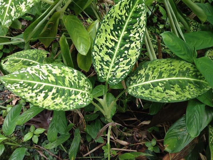 Dieffenbachia maculata