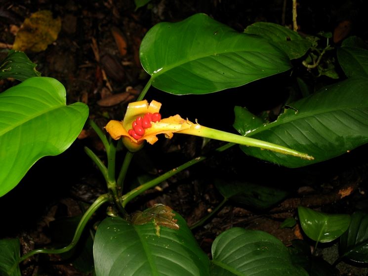 Dieffenbachia seguine