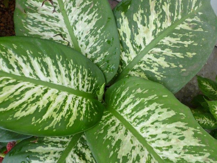 dieffenbachia