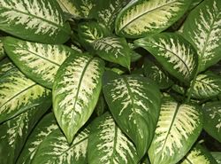 Dieffenbachia