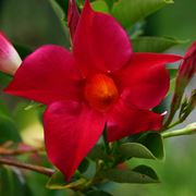 Mandevilla splendens