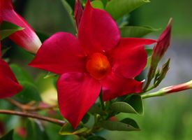 Dipladenia  -  Mandevilla splendens 