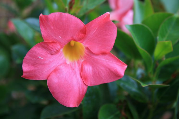 fiori Mandevilla splendens