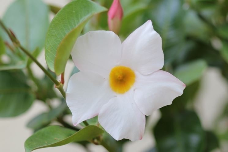 mandevilla splendens fiori