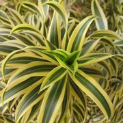 Dracaena 