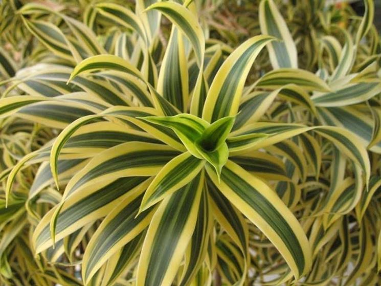 Dracaena 