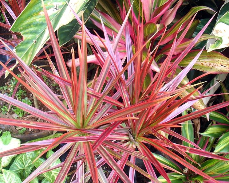 dracena del madagascar