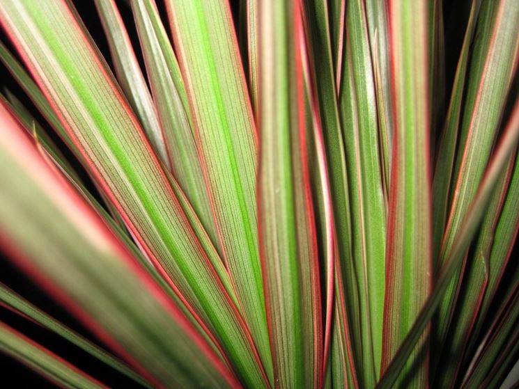 dracena tricolor