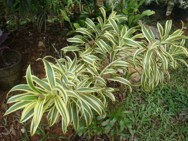 pianta dracena marginata