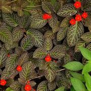 episcia