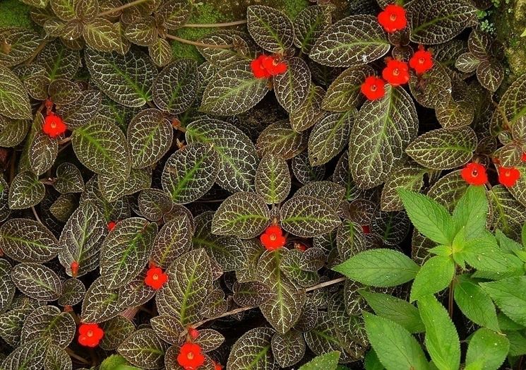 episcia