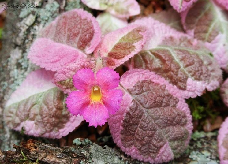 episcia rosa