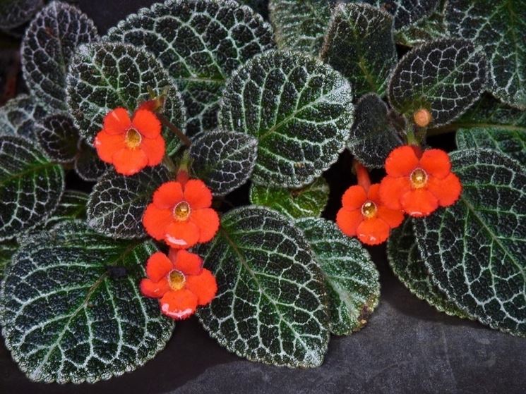 piante episcia