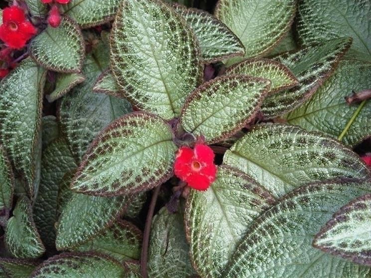 episcia pianta