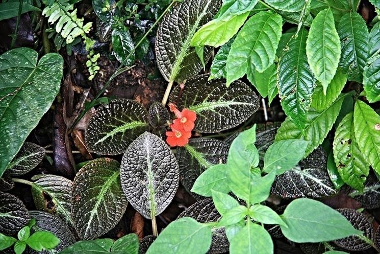 episcia fiori