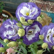 Eustoma grandiflorum