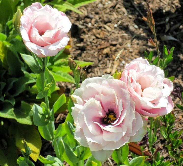 eustoma fiori