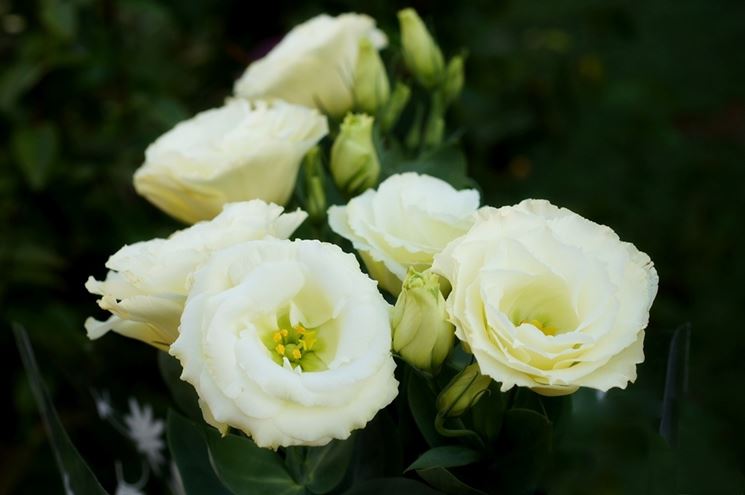 eustoma fiore