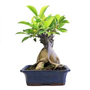 ficus microcarpa ginseng