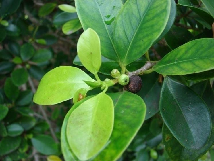 Parassiti ficus